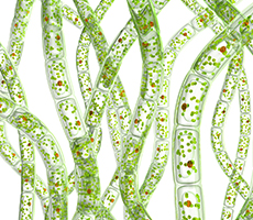 藻類細(xì)胞計(jì)數(shù)和活率檢測分析